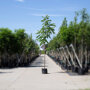 Zwarte walnotenboom (Juglans nigra)
